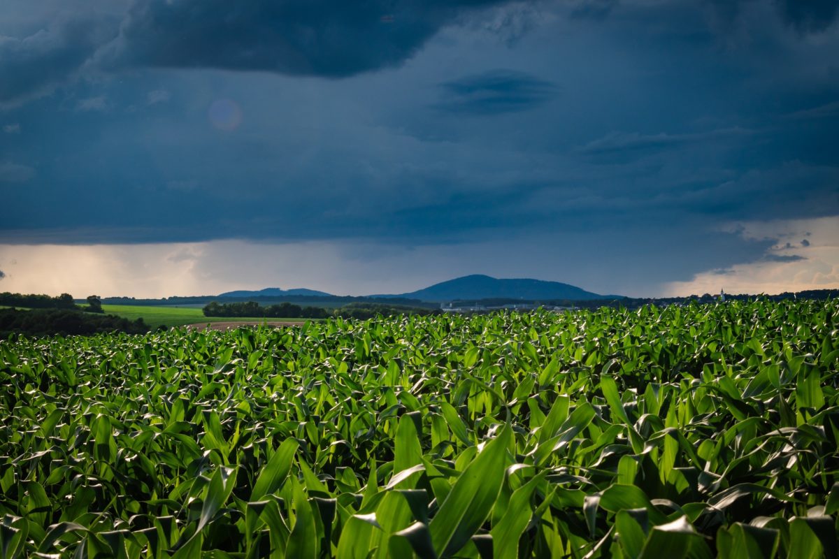 field-g51a8f5f48_1920-1200x800