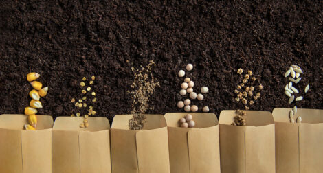 Vegetable-Seed-Companies-470x252